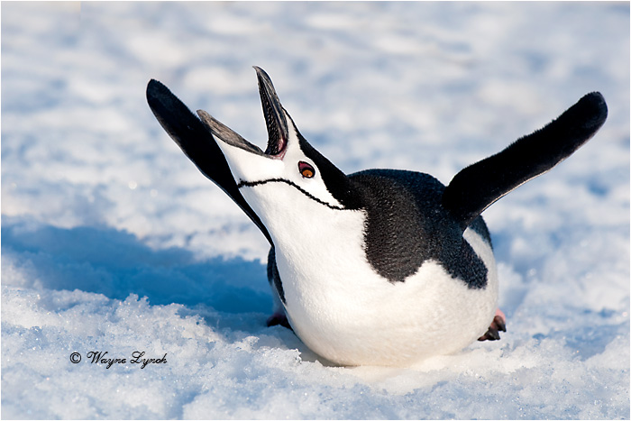 Chinstrap Penguin Yawning by Dr. Wayne Lynch &copy;